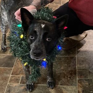 Meet your Posher, Elyse